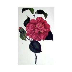  Camellia Ignea Ou Ignivoma    Print