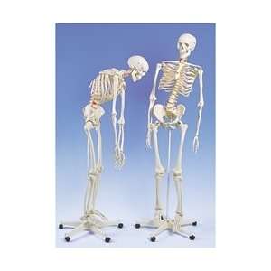 Mr. Flexible Skeleton