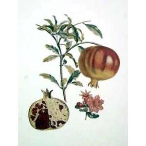 Pomegranate    Print 