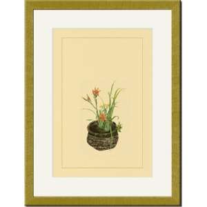  Gold Framed/Matted Print 17x23, Daylily, Miscanthus 
