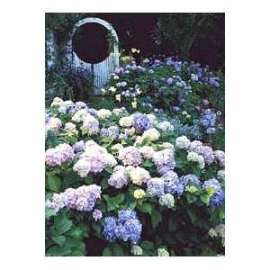  Hydrangea m. Nikko Blue Patio, Lawn & Garden