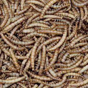  Homestead 3.5oz Dried Mealworms