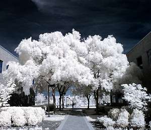 Infrared IR and Full Spectrum Conversion Service for DSLR M4/3 digital 