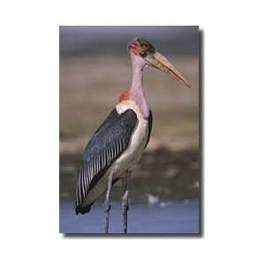 Marabou Stork Giclee Print 