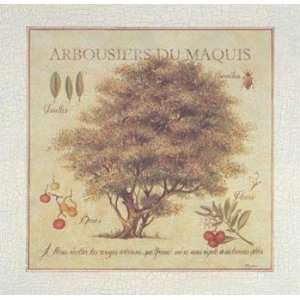  Arbousiers De Maquis   Poster by Pascal Cessou (13 x 13 