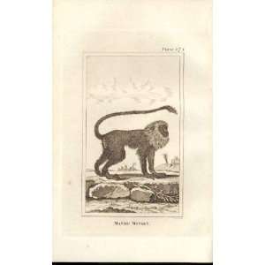  Maned Monkey 1812 Buffon Natural History Pl 374