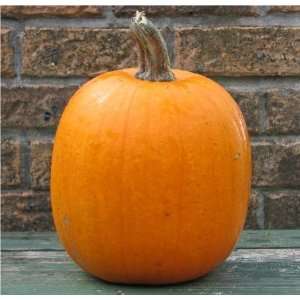 Pumpkin Jacko Lantern Great Heirloom Vegetable 25 Seeds 