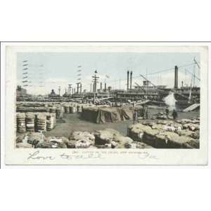   Reprint Cotton on the Levee, New Orleans, La 1900 1902