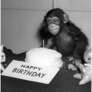  Happy Birthday, Chimp , 7x7