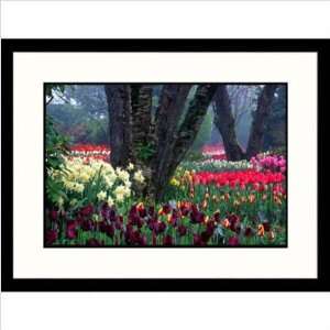 Tulips Display Framed Photograph Size 23 x 30, Frame Finish Black 