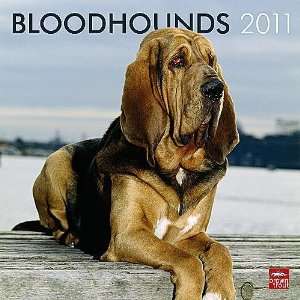  Bloodhounds 2011 Wall Calendar