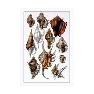  Shells Trachelipoda #5 24x36 Giclee