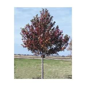  Maple Tree   Sienna Glen® Patio, Lawn & Garden