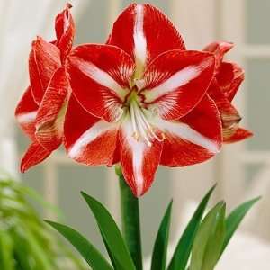  2 Seeds Stargazer Hippeastrum Amaryllis Fresh Patio 