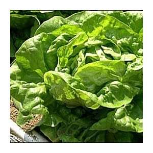  Organic Buttercruch Lettuce   1/16oz. Bulk Vegetable Seed 