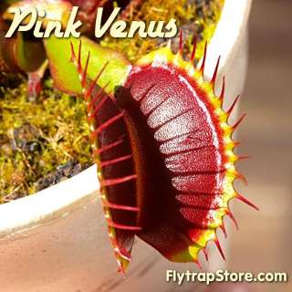 Pink Venus Venus Flytraps  