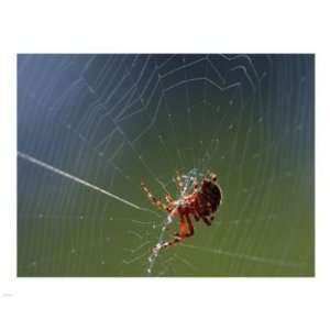  Pivot Publishing   B PPBPVP2105 Spider Spinning Its Web 