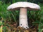 Champignon Mushroom,Crimi​ni,Portabella,​White Button 50 gr dried 