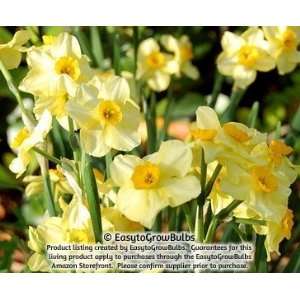  Narcissus (Daffodils) Grand Primo   10 very large bulbs 