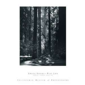  Redwoods   Poster by Ansel Adams (26x36)