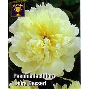  Laura Dessert Peony   AGM WINNER   White and Yellow Patio 