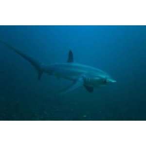  Magnificant Thresher Shark   Peel and Stick Wall Decal by 