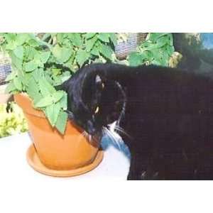  Catnip Plant   Nepeta   INSIDE OR OUTSIDE   3 pot Pet 