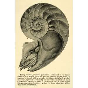  1903 Print Pearly Nautilus Shell Pompilius Animal Mantle 