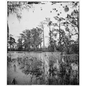 Civil War Reprint Port Royal Island, South Carolina. Cypress swamp 