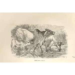  Zebu 1862 WoodS Natural History Mammilia Cows