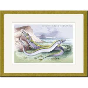   Matted Print 17x23, Silvery Hairtail and Scabbard Fish