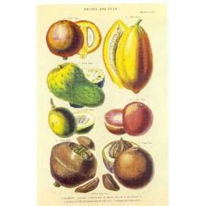  William Rhind   History of the Vegetable Kingdom I Size 12 