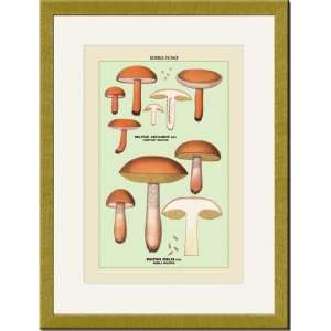  Gold Framed/Matted Print 17x23, Edible Fungi Boletus 