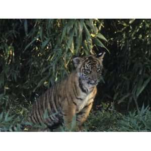  A Tiger Cub Looks Out at the World with Apprehension and 