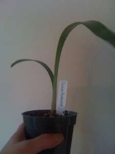 Rare Clivia Robusta (Live Plant)  