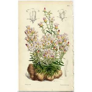  Antique 1875 Curtis Botanical Print   Wahlenbergia 