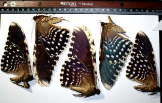 Thysamia agrippina WHOLESALE LOT 5x WORLDS LARGEST MOTH Taxidermy 