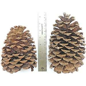  Jeffries Large Pine Cones (PineCones)
