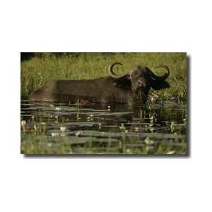  African Buffalo In Deep Water Botswana Giclee Print