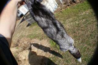 Silver fox pelt top of line beautiful tanned garment fur ranch skin 