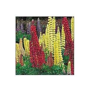  Lupine, Tall Russell Patio, Lawn & Garden