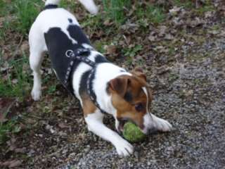 Jack Russel Spicky (Deckrüde) sucht nette Hundedame in Baden 