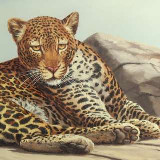 Rob MacIntosh Wildlife Leopard Wild Cat Oil Painting x  