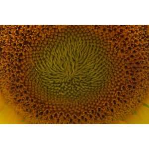  Sunflower 13x19 In. Print 