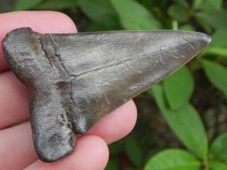 Mako Teeth Extinct Fossil Shark Tooth NICE AND TAN   
