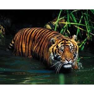 Poster 50x40 Tiger   Asien Afrika Raubkatze Urwald Dschungel  