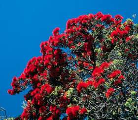 Der Neuseeländische Weihnachtsbaum vertreibt Insekten aus der 
