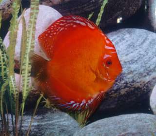 DISKUSFISCHE u. WASSERPFLANZEN Diskus in vielen Farben u. Größen in 