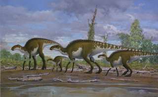 Brachylophosaurus group, Cretaceous Montana  