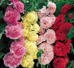HOLLYHOCK SEEDS CHARTER DOUBLE BUY ONE GET ONE FREE  
